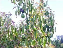 Avocado fruit tree picture.JPG