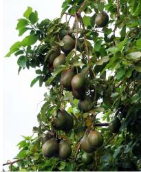 Avocados fruit trees.JPG