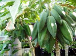 Babaco - Carica pentagona fruit tree.JPG