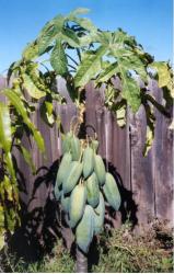 Babaco fruit tree photos.JPG
