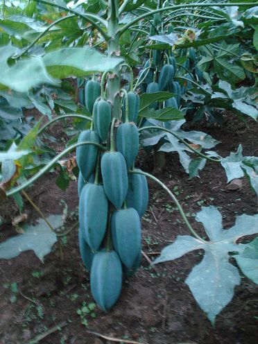 Babaco fruit tree picture.JPG