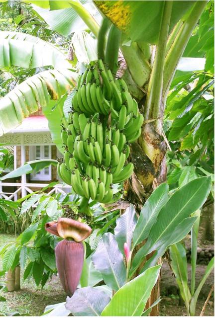 Banana tree full of fruit.JPG