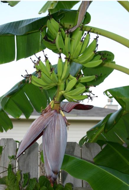 Banana tree with full fo fruit.JPG