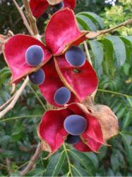 beautiful fruit tree in bright pink and dark purple.JPG
