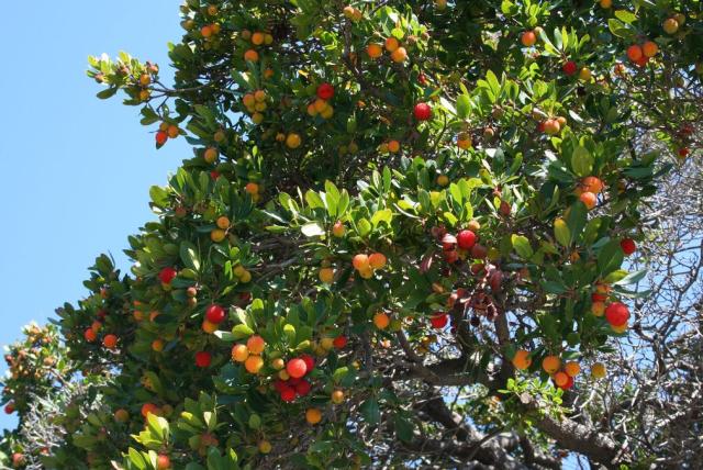 Big Colorful Fruit Tree picture.JPG