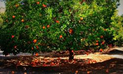 Big fruit tree with ornage fruit.JPG