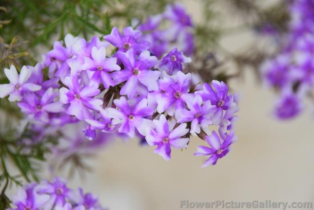 5 Petal Light Purple and White Flower from Trogir Croatia.jpg