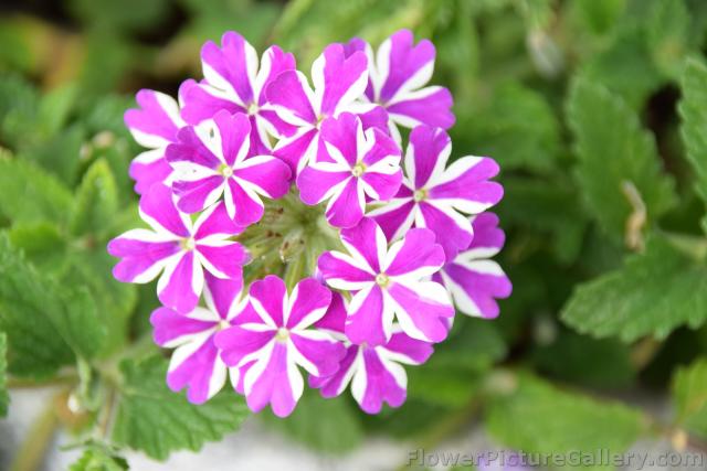 5 Petal Purple and White Flower from Trogir Croatia.jpg