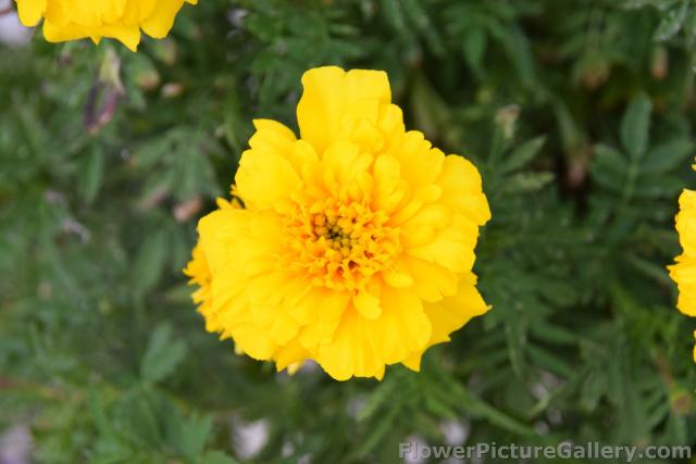 Layered Yellow Rose Flower from Trogir Croatia.jpg