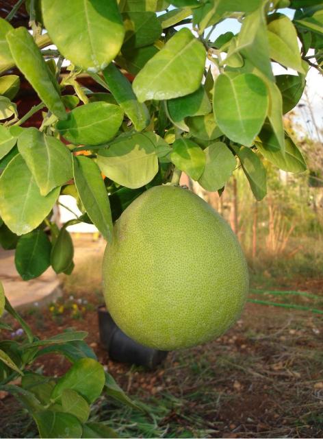 big Pomelo fruit tree.JPG