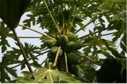 Big tropical tree.JPG