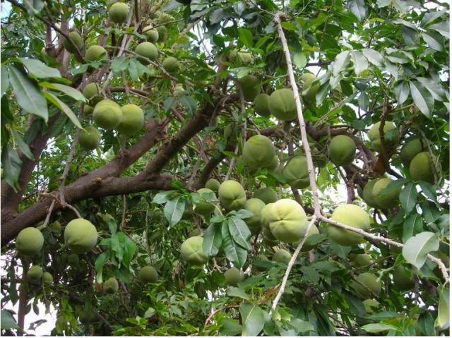 Black Sapote fruit tree – Diospyros digna.JPG