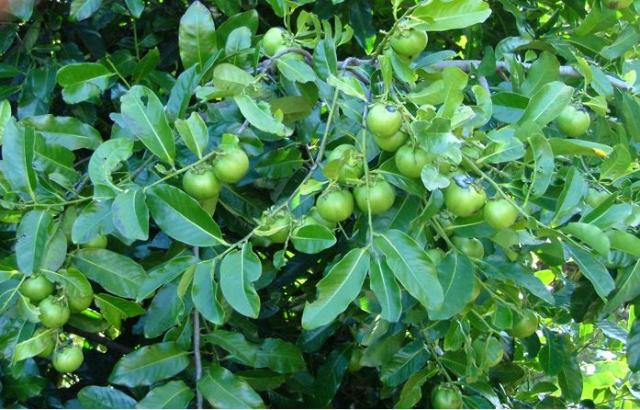 Black Sapote tree also known as Diospyros digna fruit.JPG