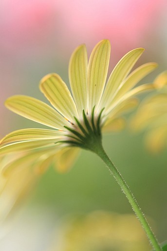 Osteospermum.jpg