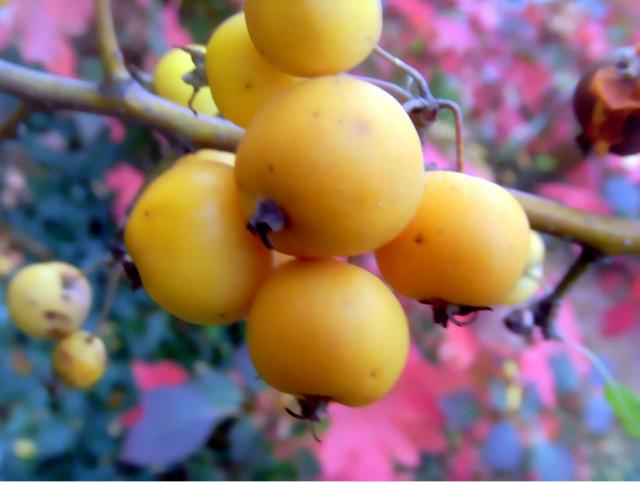 Bright color fruit tree in yellow.JPG