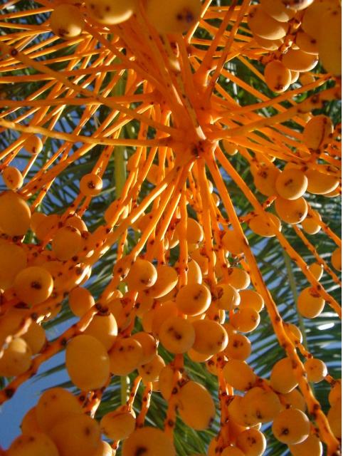 Bright color Palm Tree Fruit.JPG