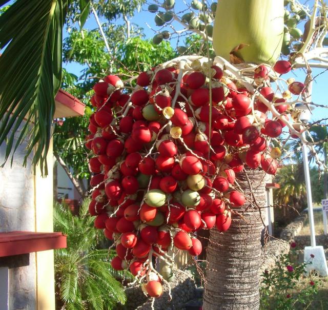 Bright red Palm Tree fruit photos.JPG
