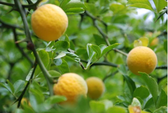 Bright yellow fruits Spanish Fruit Tree.JPG