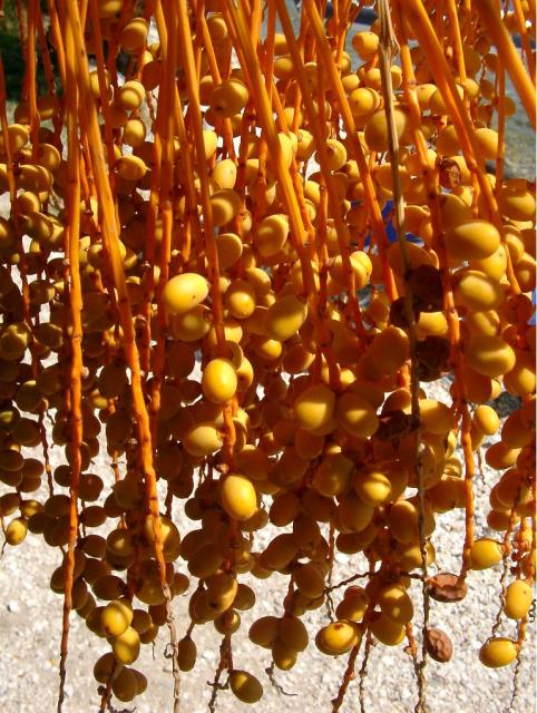 Bright yellow Palm Tree Fruit picture.JPG