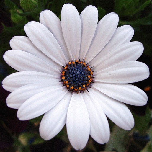 osteospermum with beautiful blue eye.jpg