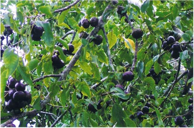 Burdekin Plum fruit tree pictures.JPG