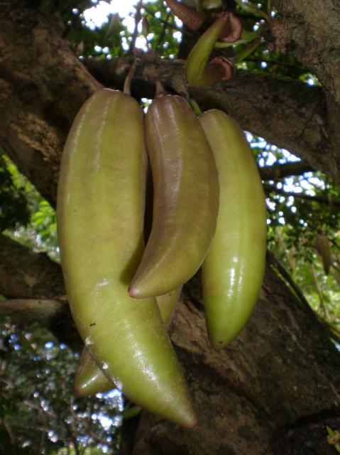 Candle tree fruits.JPG