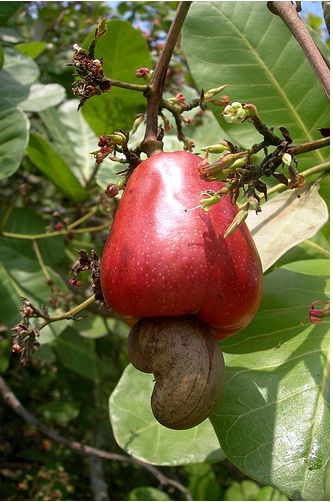 Cashew Fruit tree picture.JPG