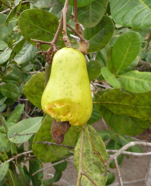 cashew nut tree.JPG