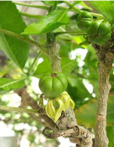 Casimora edulis fruit trees.JPG