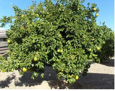 Citrus paradisi garden tree.JPG