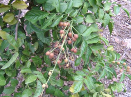 Clausena lansium fruit tree.JPG