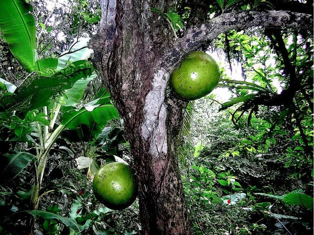 Costa Rica fruit- Rainforest Fruit tree.JPG