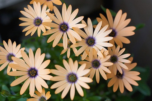osteospermum in light orange.jpg