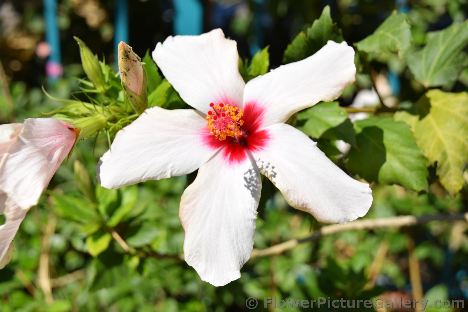 5 Petal White Hibiscus Flower with Red and Orange Stamen.jpg