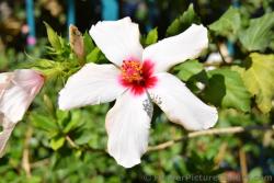 5 Petal White Hibiscus Flower with Red and Orange Stamen.jpg