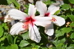 Two White 5 Petal Hibiscus with Red Staman next to each other from Piraeus Greece.jpg