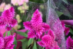 Bright Pink Pine Cone Shape Flower from Kusadasi Turkey.jpg