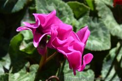 Pink Flower in Flods from Piraeus Greece.jpg