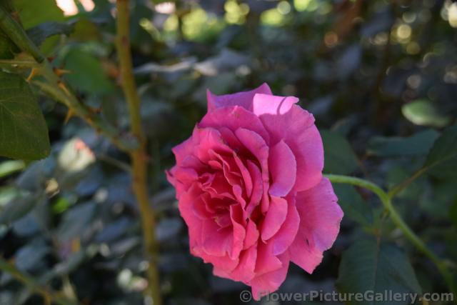 Princess Alexandra Hot Pink Rose from Malaga Spain.jpg