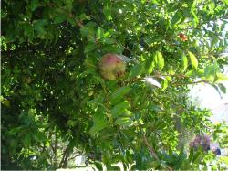 Croatian Fruit Trees pic.JPG