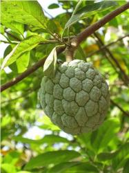 Custard Apples fruit tree_asian fruit tree.JPG