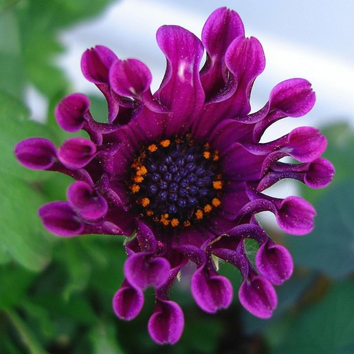 osteospermum in dark purple.jpg