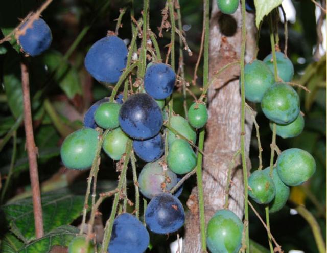 Davidsonia pruriens fruit tree.JPG