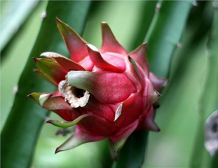 Dragon Fruit tree in red.JPG
