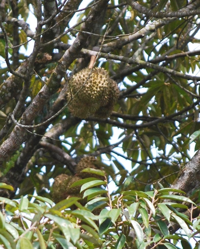 Durian tree.JPG