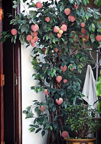 dwarf fruit tree.JPG