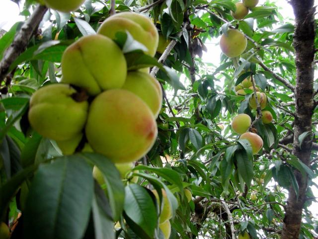 easy fruit trees_fruit tree food.JPG