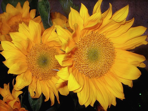 orange yellow daisy flowers.jpg