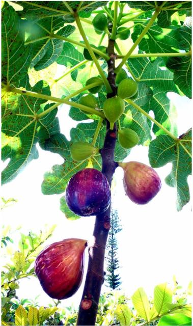 Fig fruit tree with colorful fruits.JPG
