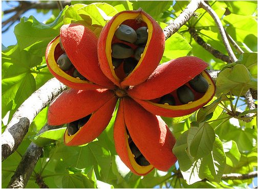FLoral shape fruit tree.JPG